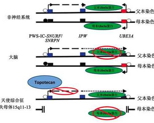 广西供卵的孩子 广西壮族自治区人口和计划生育条例(2016年修正) ‘32周双顶径